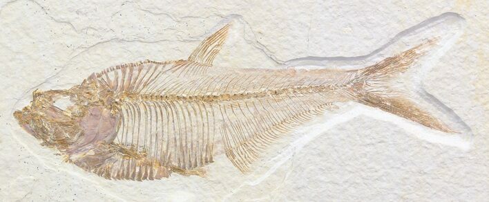 Nice, Diplomystus Fossil Fish - Wyoming #41055